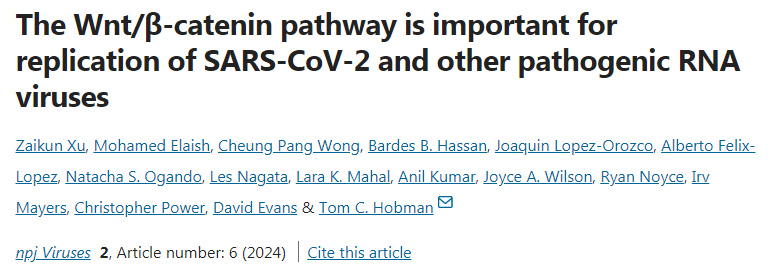 Wnt/β-連環(huán)蛋白通路對(duì)SARS-CoV-2和其它致病性RNA病毒的復(fù)制很重要 Wnt/β-連環(huán)蛋白通路對(duì)SARS-CoV-2和其它致病性RNA病毒的復(fù)制很重要