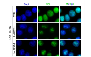 一種有助于防止DNA復制錯誤的RNA分子