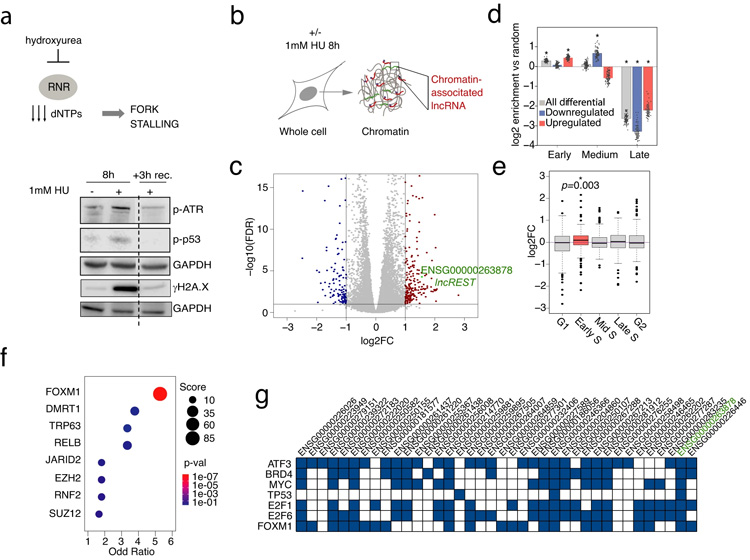 復(fù)制應(yīng)激誘導(dǎo)與復(fù)制染色質(zhì)相關(guān)的lncRNA 復(fù)制應(yīng)激誘導(dǎo)與復(fù)制染色質(zhì)相關(guān)的lncRNA