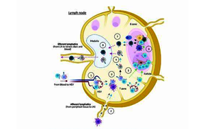 接種疫苗反應低為何與睡眠時間短相關(guān)？研究揭示睡眠刺激免疫系統(tǒng)的分子機制