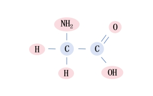 甘氨酸-小身體，有大能量