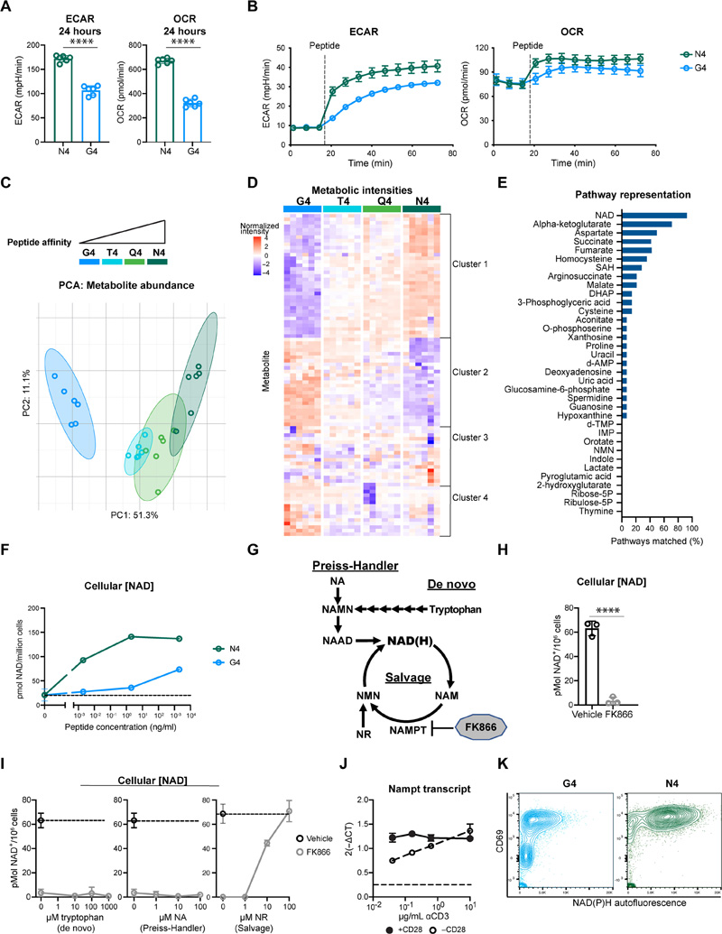 NAD生物合成是TCR親和力依賴(lài)性代謝組的核心組成部分 NAD生物合成是TCR親和力依賴(lài)性代謝組的核心組成部分