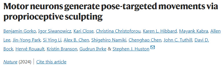 運(yùn)動(dòng)神經(jīng)元通過(guò)本體感覺(jué)產(chǎn)生姿勢(shì)定向運(yùn)動(dòng)
