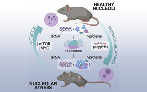 Cell子刊開辟衰老研究新方向：“垃圾蛋白”的積累被認為是衰老的關鍵原因