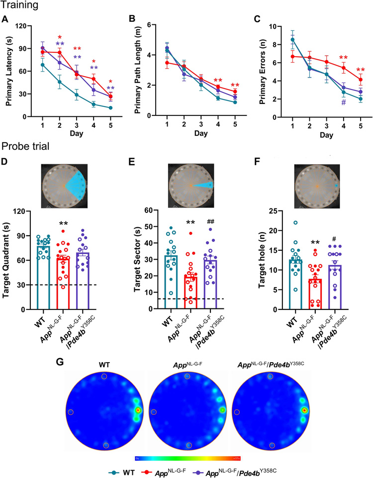 用Barnes迷宮實驗評估亞形態(tài)PDE4B對AppNL-G-F小鼠空間記憶的保護(hù)作用 用Barnes迷宮實驗評估亞形態(tài)PDE4B對AppNL-G-F小鼠空間記憶的保護(hù)作用