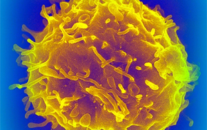 《Nature》新型抗體治療讓衰老的免疫系統(tǒng)恢復了年輕