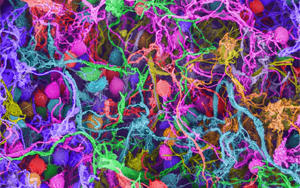 Nature：要想形成長期記憶，必須有DNA損傷和腦部炎癥？！