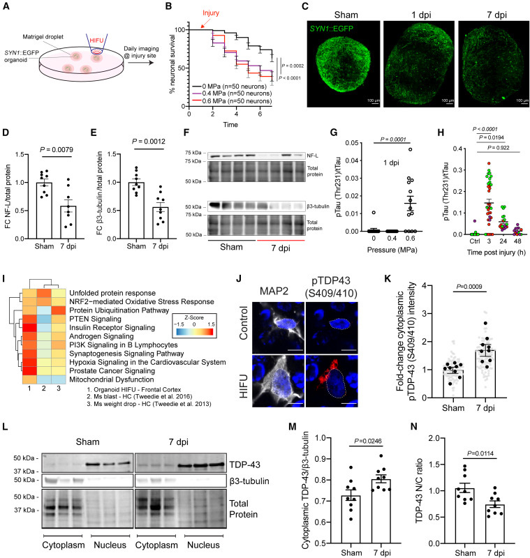iPSC類器官損傷誘導(dǎo)TBI相關(guān)臨床和死后生物標(biāo)志物 iPSC類器官損傷誘導(dǎo)TBI相關(guān)臨床和死后生物標(biāo)志物