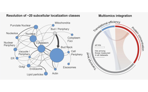 Cell：首次在整個(gè)細(xì)胞周期中跟蹤生物體的所有蛋白質(zhì)