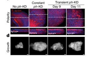 Nature：沒(méi)有基因突變，癌癥照樣發(fā)生？！