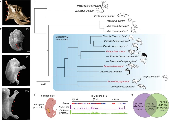 在親緣關(guān)系密切的有袋動(dòng)物物種中，斑蝶屬的趨同進(jìn)化。
