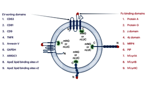 Nature子刊：利用細(xì)胞外囊泡實現(xiàn)精準(zhǔn)藥物遞送
