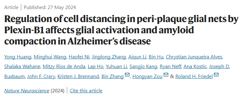 Plexin-B1對阿爾茨海默病斑塊周圍神經(jīng)膠質(zhì)網(wǎng)細胞距離的調(diào)節(jié)影響神經(jīng)膠質(zhì)活化和淀粉樣蛋白壓實 Plexin-B1對阿爾茨海默病斑塊周圍神經(jīng)膠質(zhì)網(wǎng)細胞距離的調(diào)節(jié)影響神經(jīng)膠質(zhì)活化和淀粉樣蛋白壓實