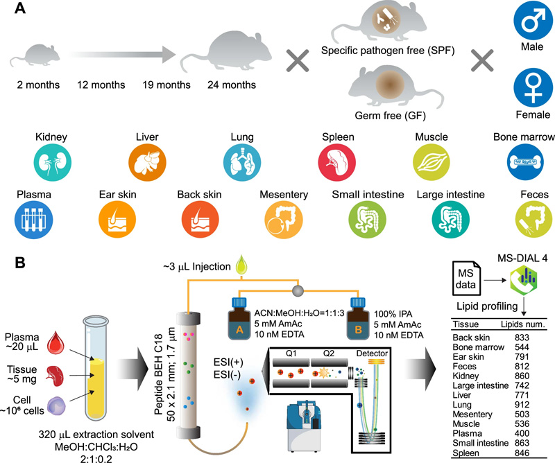 該研究的實驗設(shè)計和脂質(zhì)分析總結(jié) 該研究的實驗設(shè)計和脂質(zhì)分析總結(jié)