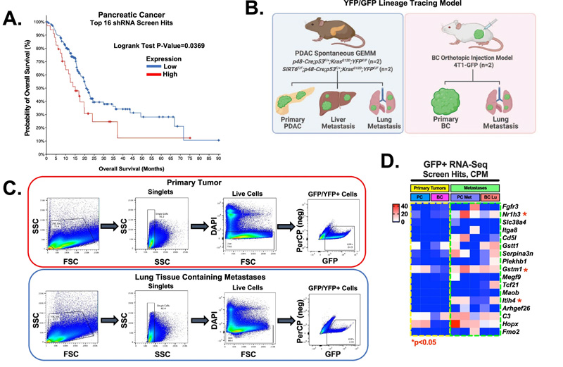 shRNA篩選命中的功能驗(yàn)證，包括轉(zhuǎn)移細(xì)胞中的Gstt1