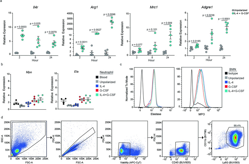 極化過程中BMN基因表達的動力學 極化過程中BMN基因表達的動力學