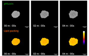 救命藥差點“要命”？Plos Bio揭秘：本是保護細胞的“脂肪盾牌”，為何卻成了癌細胞的保護傘？