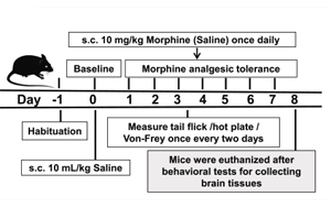 S-亞硝基化谷胱甘肽還原酶（GSNOR）調(diào)控嗎啡鎮(zhèn)痛耐受的分子機(jī)制