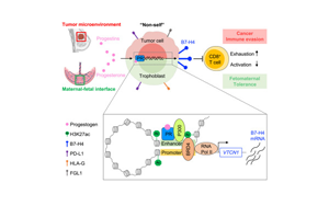 Cell：癌癥和懷孕具有共同的免疫分子機(jī)制！