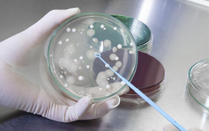 深耕微生物培養(yǎng)領(lǐng)域 歷經(jīng)多年驗(yàn)證，西寶生物隆重推出胰蛋白胨+酵母粉王炸組合