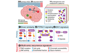Cancer Cell：多組學(xué)分析揭示膠質(zhì)瘤的共同特征