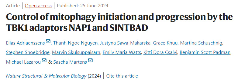 TBK1受體NAP1和SINTBAD對自噬起始和進展的控制 TBK1受體NAP1和SINTBAD對自噬起始和進展的控制