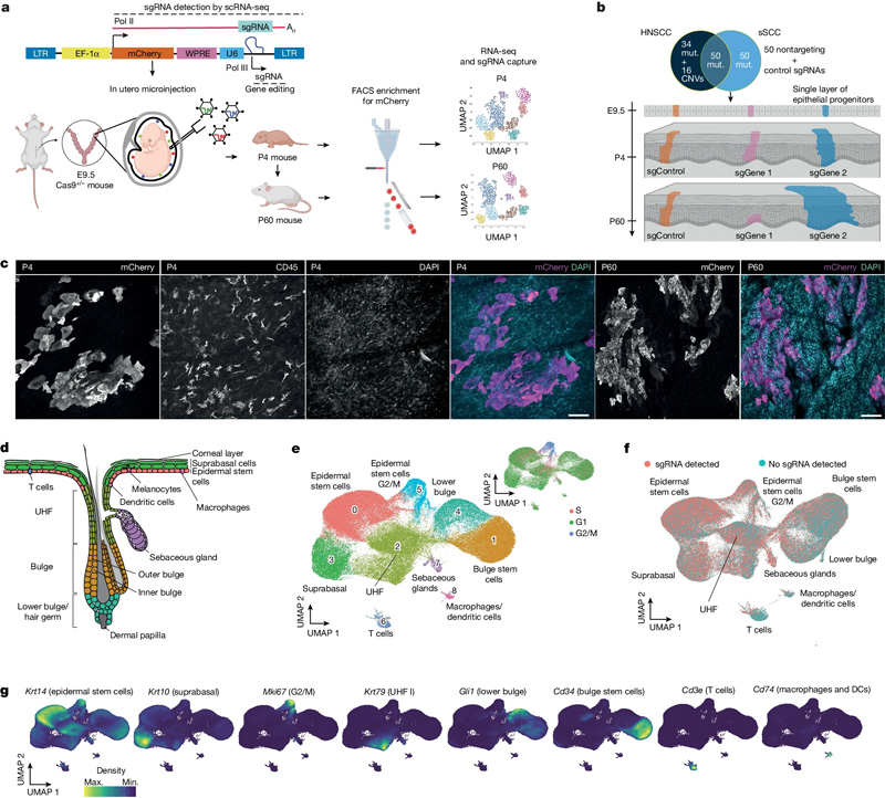 體內(nèi)CRISPR篩選以監(jiān)測小鼠皮膚中的克隆擴增
