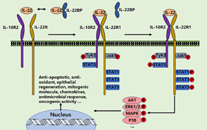PNAS：影響腸道微生物群健康和對細菌感染反應(yīng)的蛋白質(zhì)