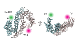 《Nature》新發(fā)現(xiàn)揭示了DNA修復(fù)途徑的關(guān)鍵過程