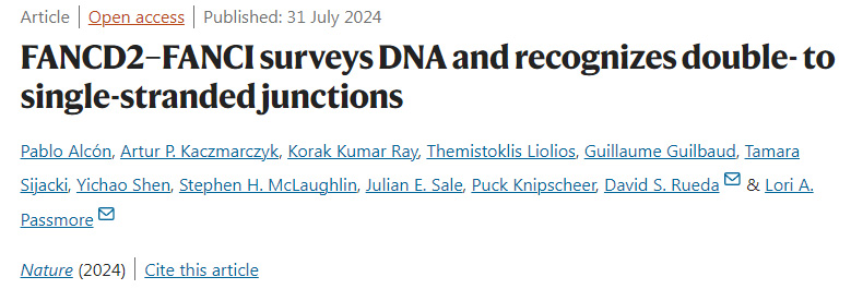 FANCD2-FANCI調(diào)查DNA并識(shí)別雙鏈至單鏈連接