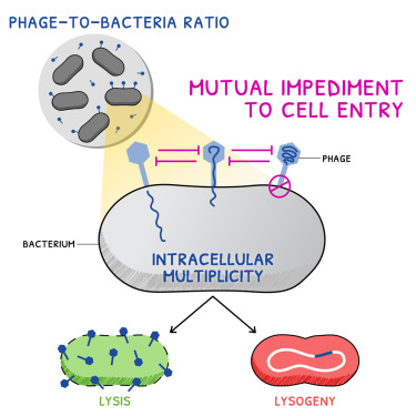 噬菌體與細(xì)菌的比例