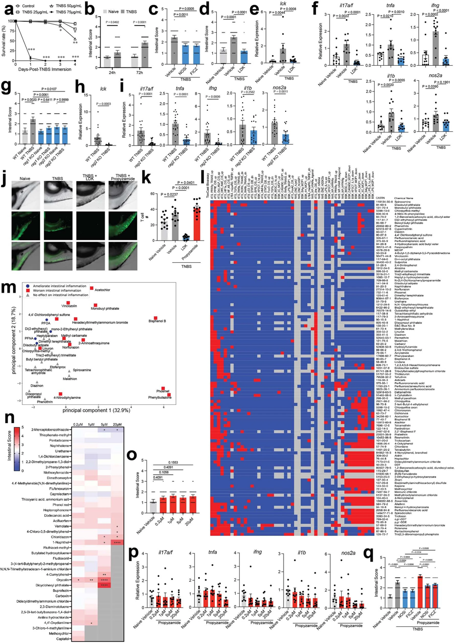 TNBS誘導(dǎo)斑馬魚腸道炎癥 TNBS誘導(dǎo)斑馬魚腸道炎癥